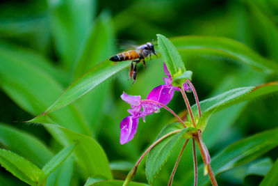 Close-up of insect on purple flower