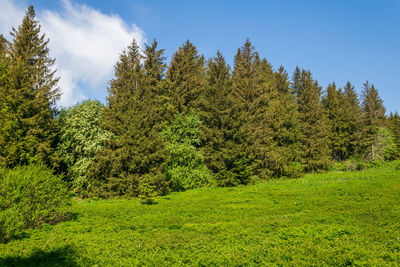 Trees on field against sky