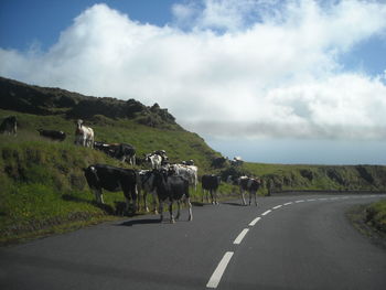 Cows grazing on field against sky