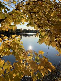 Reflection of tree in water