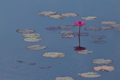 Lotus water lily in lake