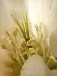 Close-up of water drops on flower