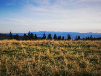 Scenic view of field against sky