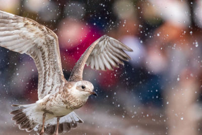 Close-up of seagull flying in rain