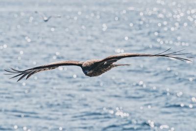 Bird flying over sea