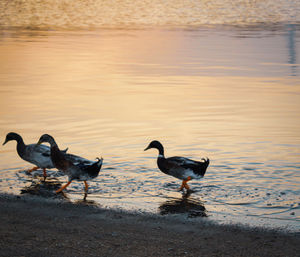 Birds on beach