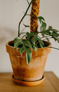 Close-up of potted plant on table