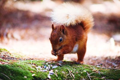 Close-up of squirrel