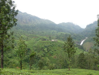 Scenic view of trees on field against sky