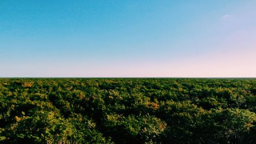 Scenic view of field against clear blue sky