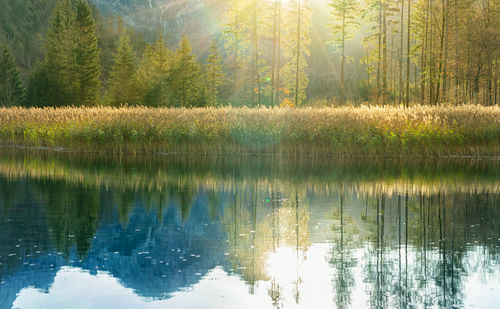 Scenic view of lake in forest