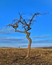 Bare tree on field against sky