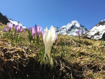 Close-up of purple crocus flowers on field