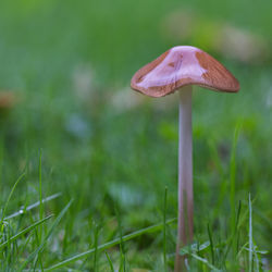Close-up of mushroom growing on field
