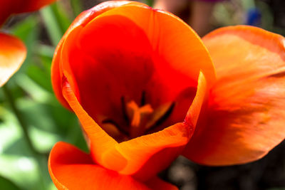 Close-up of orange flower blooming outdoors