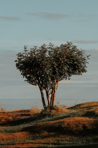 Tree on field against sky