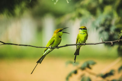 Bird perching on a branch