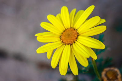 Close-up of yellow flower