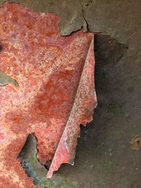 Close-up of autumn leaf