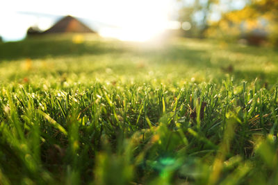 Close-up of grass in a field at sunset