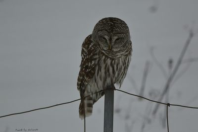 Close-up of owl perching on branch