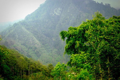 Scenic view of tree mountains