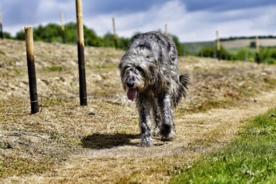 Dog on field against sky
