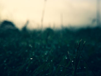 Close-up of water drops on grass