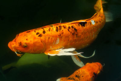 Close-up of fish swimming in sea