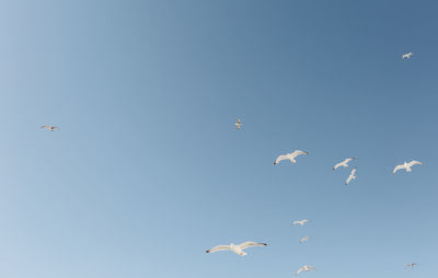 Low angle view of seagulls flying in clear sky