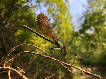 Close-up of dragonfly on plant