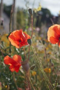 Close-up of orange poppy