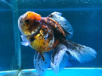 Fish swimming in aquarium