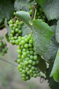 Close-up of grapes hanging in vineyard