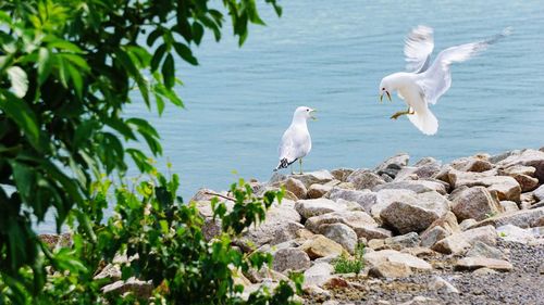 Swans on rock by lake