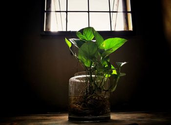 Close-up of plant in glass vase on table