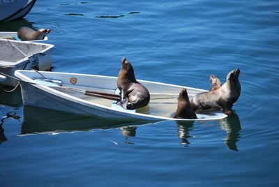 Swans swimming on lake