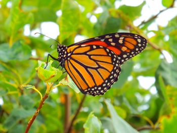 Close-up of butterfly on flower