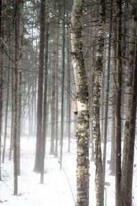 Snow covered trees in forest