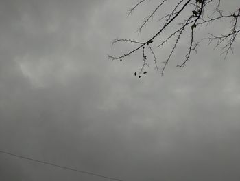 Low angle view of birds on tree against sky