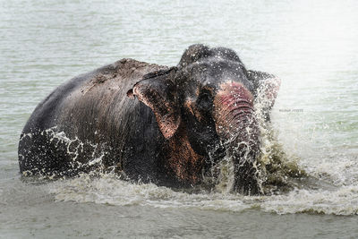 Elephant in lake