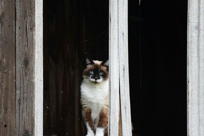 Close-up of cat