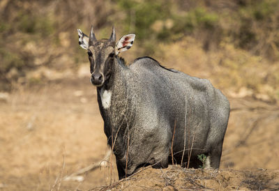 Portrait of horse on land