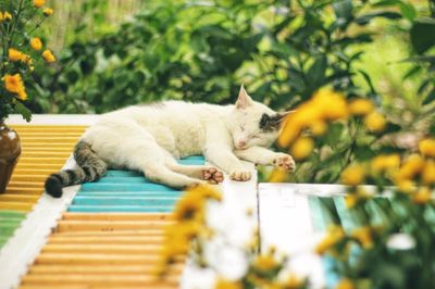 Cat sleeping on field