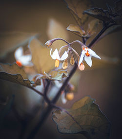 Close-up of white flowering plant