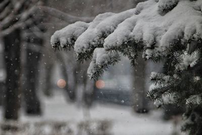 Close-up of snowflakes on snow