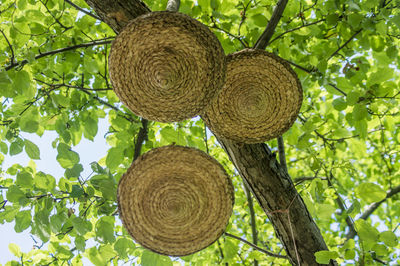 Low angle view of fruits hanging on tree