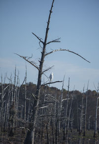 Low angle view of bare trees on field against sky