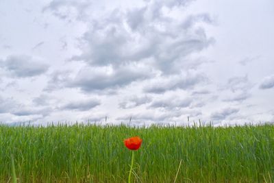 Poppies growing on field against sky