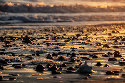 Surface level of pebble beach